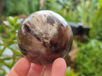 Polished Petrified Wood Spheres x 3 From Gokwe, Zimbabwe