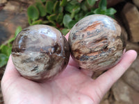 Polished Petrified Wood Spheres x 3 From Gokwe, Zimbabwe