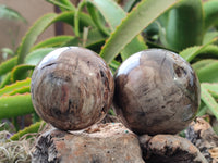 Polished Petrified Wood Spheres x 3 From Gokwe, Zimbabwe