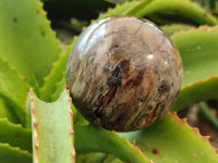 Polished Petrified Wood Spheres x 3 From Gokwe, Zimbabwe