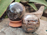 Polished Petrified Wood Spheres x 3 From Gokwe, Zimbabwe