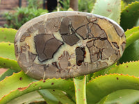 Polished Septerye Slices x 3 From Mahajanga, Madagascar