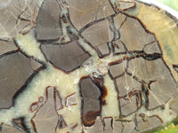 Polished Septerye Slices x 3 From Mahajanga, Madagascar