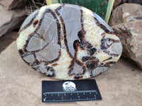 Polished Septerye Slices x 3 From Mahajanga, Madagascar