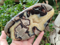 Polished Septerye Slices x 3 From Mahajanga, Madagascar