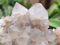 Natural Cactus Flower Spirit Quartz Clusters x 6 From South Africa