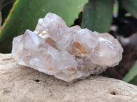 Natural Cactus Flower Spirit Quartz Clusters x 6 From South Africa