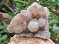 Natural Cactus Flower Spirit Quartz Clusters x 6 From South Africa