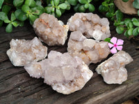 Natural Cactus Flower Spirit Quartz Clusters x 6 From South Africa