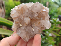 Natural Cactus Flower Spirit Quartz Clusters x 6 From South Africa