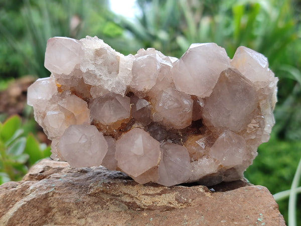 Natural Cactus Flower Spirit Quartz Clusters x 6 From South Africa