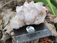 Natural Cactus Flower Spirit Quartz Clusters x 6 From South Africa