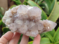 Natural Cactus Flower Spirit Quartz Clusters x 6 From South Africa