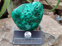 Polished Flower Banded Malachite Free Forms x 2 From Congo