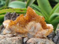 Natural Golden Solar Spirit Quartz Clusters x 6 From Boekenhouthoek, South Africa