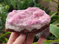 Natural Rare Rhodocalcite Specimen x 1 From Mashamba West, Congo