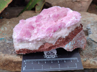 Natural Rare Rhodocalcite Specimen x 1 From Mashamba West, Congo