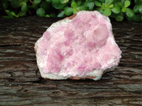 Natural Rare Rhodocalcite Specimen x 1 From Mashamba West, Congo