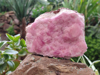 Natural Rare Rhodocalcite Specimen x 1 From Mashamba West, Congo