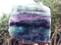 Polished Watermelon Fluorite Slices x 2 From Uis, Namibia