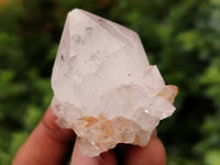 Natural Cactus Flower Spirit Quartz Clusters x 35 From South Africa