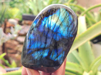 Polished Labradorite Standing Free Forms x 3 From Tulear, Madagascar