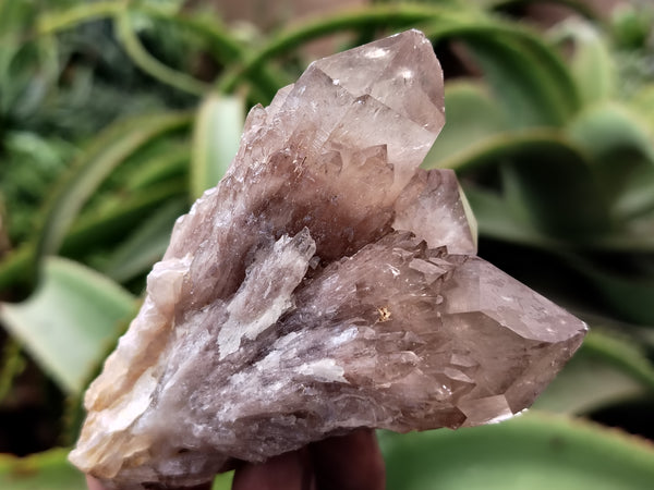 Natural Smokey Phantom Quartz Clusters x 6 From Luena, Congo