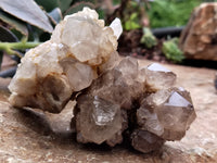 Natural Smokey Phantom Quartz Clusters x 6 From Luena, Congo