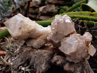 Natural Smokey Phantom Quartz Clusters x 6 From Luena, Congo