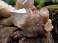 Natural Smokey Phantom Quartz Clusters x 6 From Luena, Congo