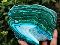 Polished Malacolla Slices x 5 From Kalukundi Mine, Congo