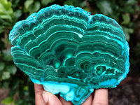 Polished Malacolla Slices x 5 From Kalukundi Mine, Congo