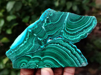 Polished Malacolla Slices x 5 From Kalukundi Mine, Congo