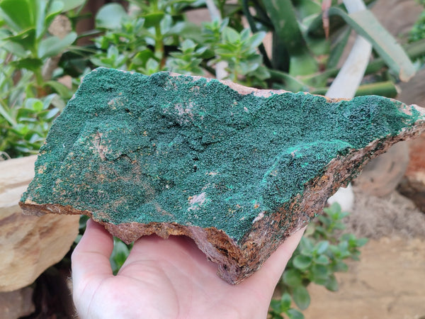 Natural Botryoidal Malachite Specimen x 1 From Congo