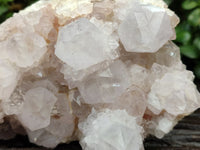 Natural Cactus Flower Spirit Quartz Clusters x 2 From South Africa