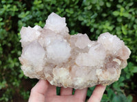 Natural Cactus Flower Spirit Quartz Clusters x 2 From South Africa