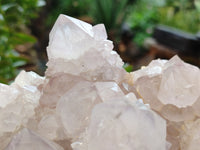 Natural Cactus Flower Spirit Quartz Clusters x 2 From South Africa