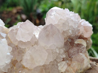 Natural Cactus Flower Spirit Quartz Clusters x 2 From South Africa