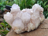 Natural Cactus Flower Spirit Quartz Clusters x 2 From South Africa