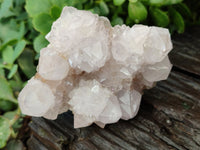 Natural Cactus Flower Spirit Quartz Clusters x 2 From South Africa