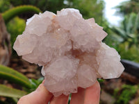 Natural Cactus Flower Spirit Quartz Clusters x 2 From South Africa