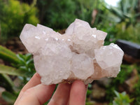 Natural Cactus Flower Spirit Quartz Clusters x 2 From South Africa