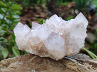 Natural Cactus Flower Spirit Quartz Clusters x 2 From South Africa