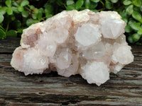 Natural Cactus Flower Spirit Quartz Clusters x 2 From South Africa