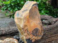 Natural Tigers Eye Specimens x 2 From Prieska, South Africa