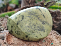 Polished Leopard Stone Free Forms x 8 From Zimbabwe