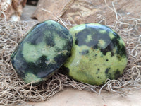 Polished Leopard Stone Free Forms x 8 From Zimbabwe