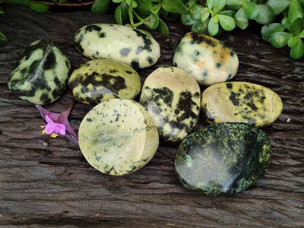 Polished Leopard Stone Free Forms x 8 From Zimbabwe