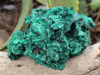 Natural Silky Malachite Specimens x 6 From Kasompe, Congo