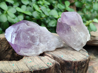 Natural Jacaranda Amethyst Single Quartz Crystals x 24 from Mumbwa, Zambia